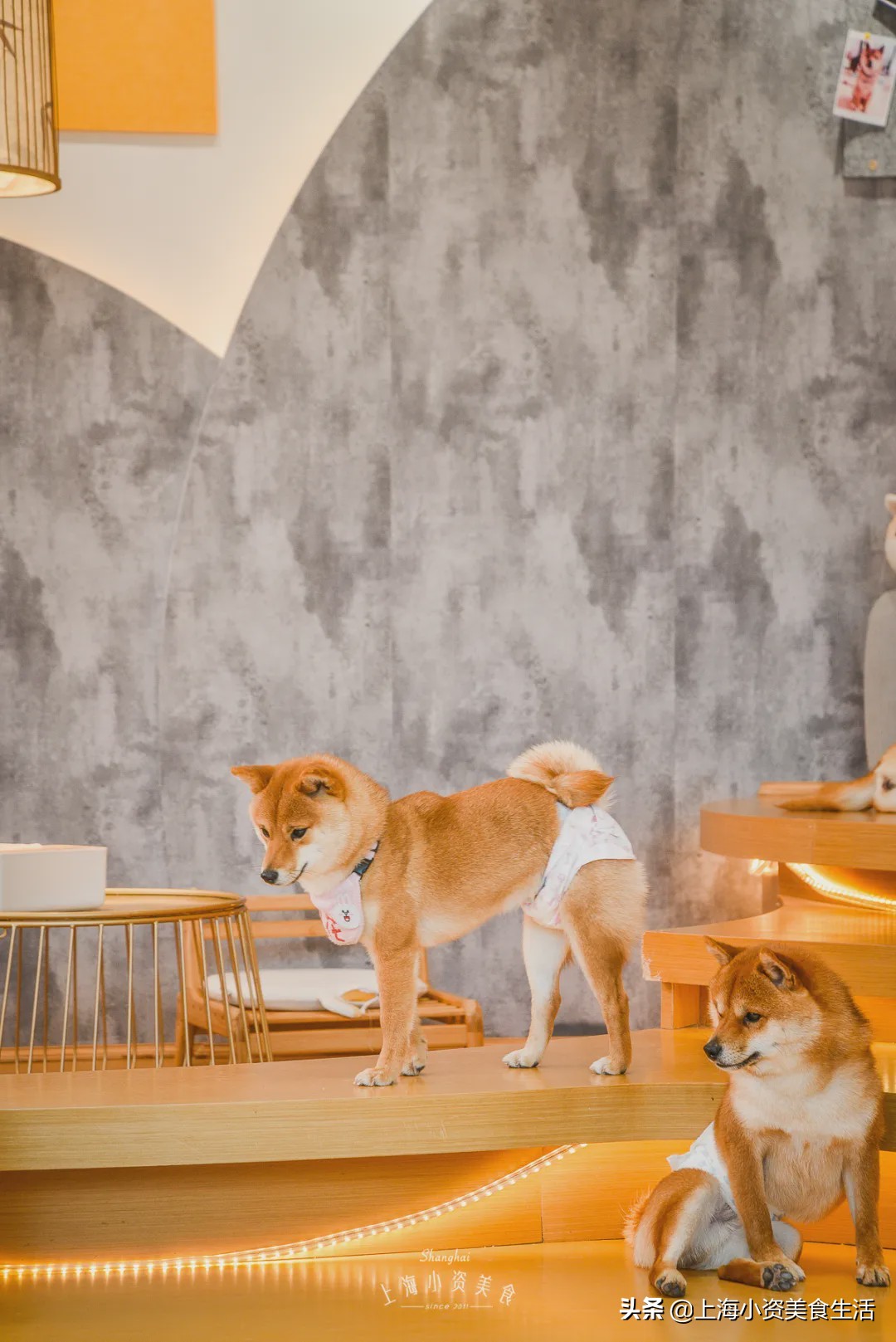 豆柴犬幼犬直播,豆柴是一只非常可爱的小狗