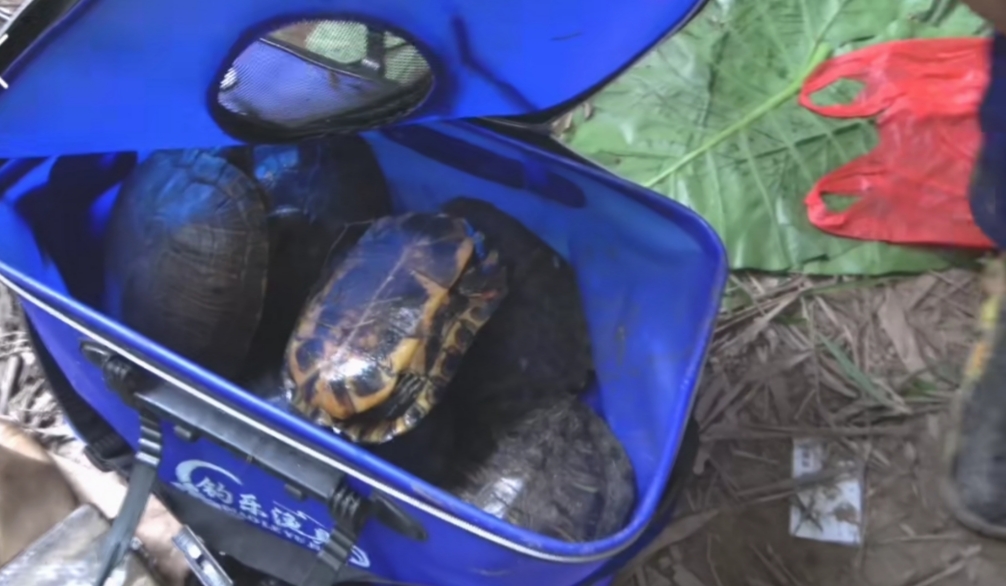 广东湛江市乌龟,湛江城月河钓鱼