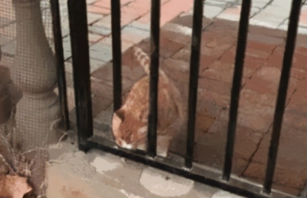 液体猫和橘猫,橘猫是液体猫吗