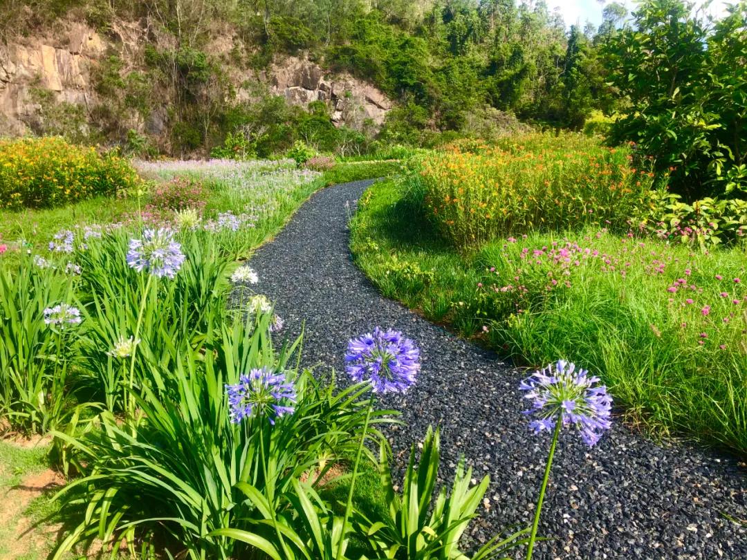 花园庭院设计花卉园艺,花园搭配的草类植物