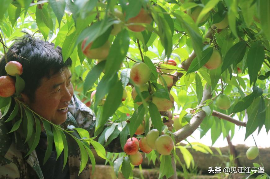 高堡油桃,红寺堡油桃采摘