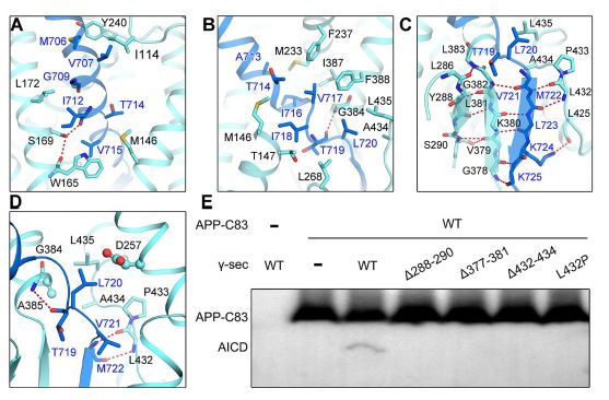 中国冷冻电镜技术进展,冷冻电镜最新研究
