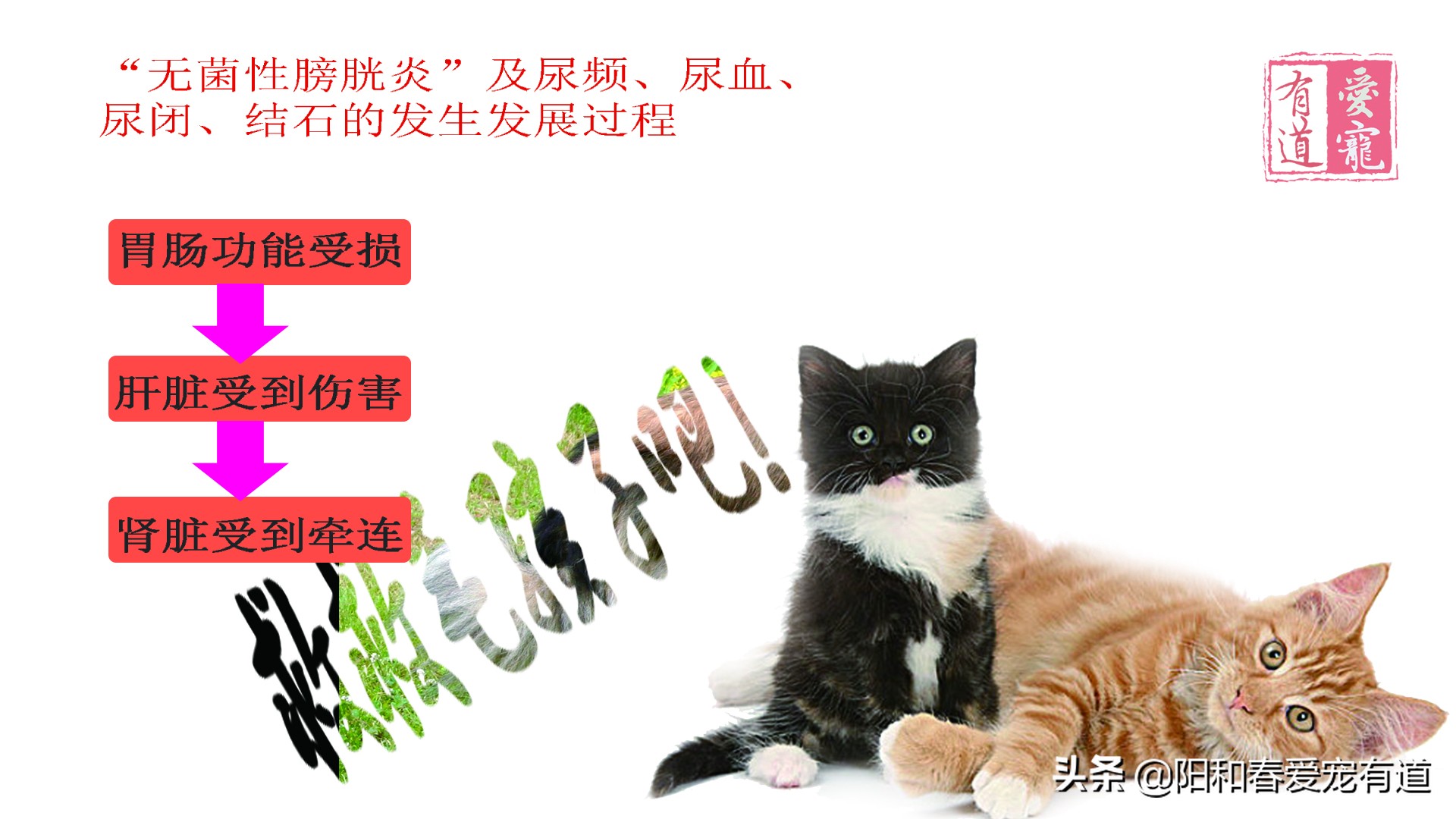 猫咪膀胱炎尿闭最佳治疗方法,猫膀胱炎尿道炎尿结石怎么区分