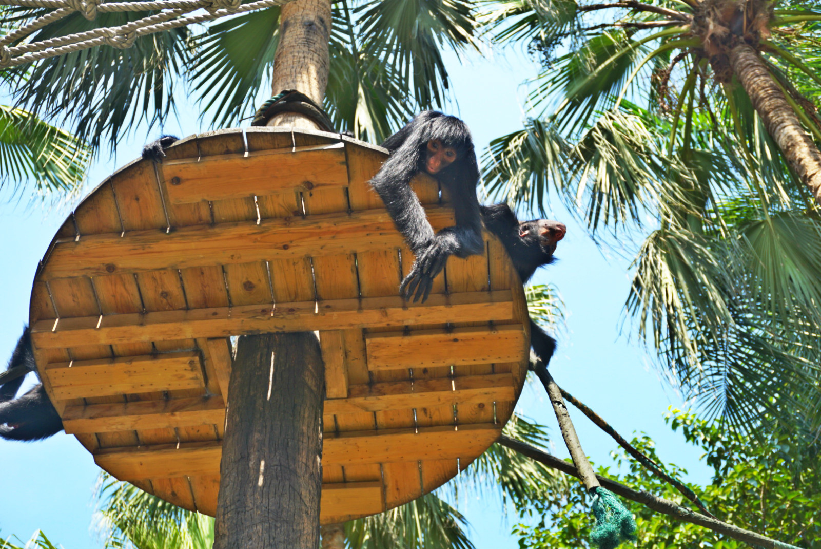 常州恐龙园和珠海长隆哪个好玩,珠海长隆海洋王国好玩吗