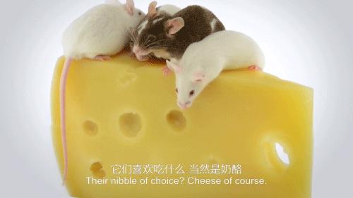 老鼠爱吃奶酪是真的吗,老鼠真的吃奶酪吗