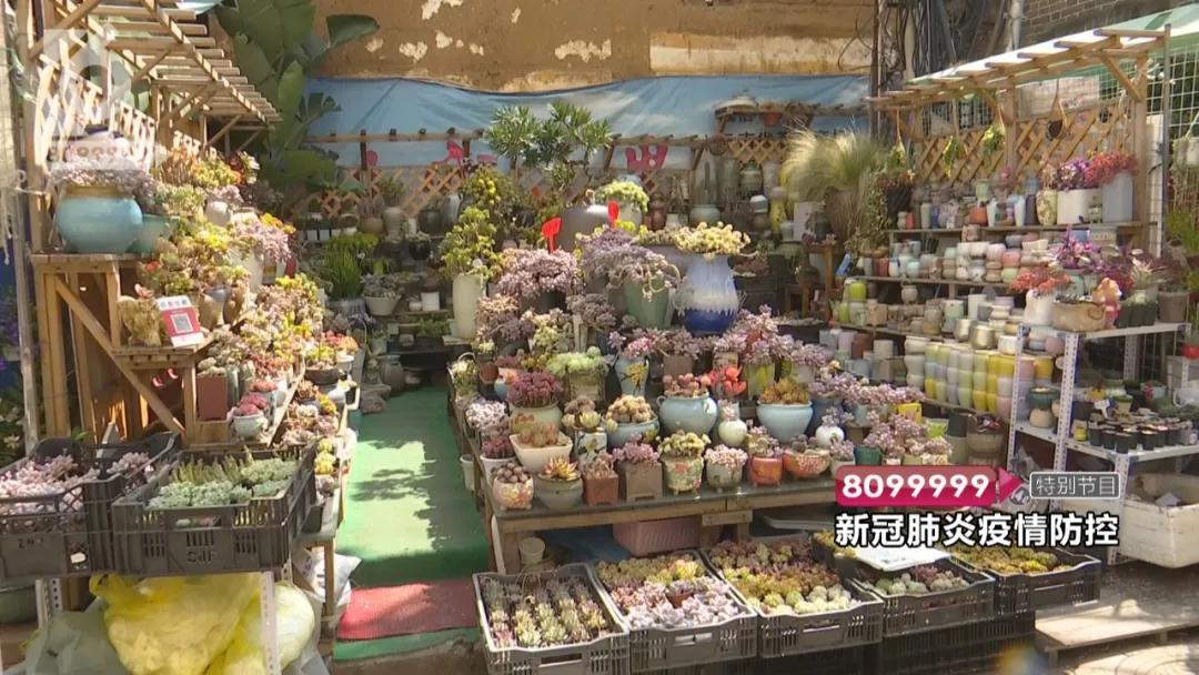 花鸟市场买宠物开放了吗,哪里有正规的花鸟市场