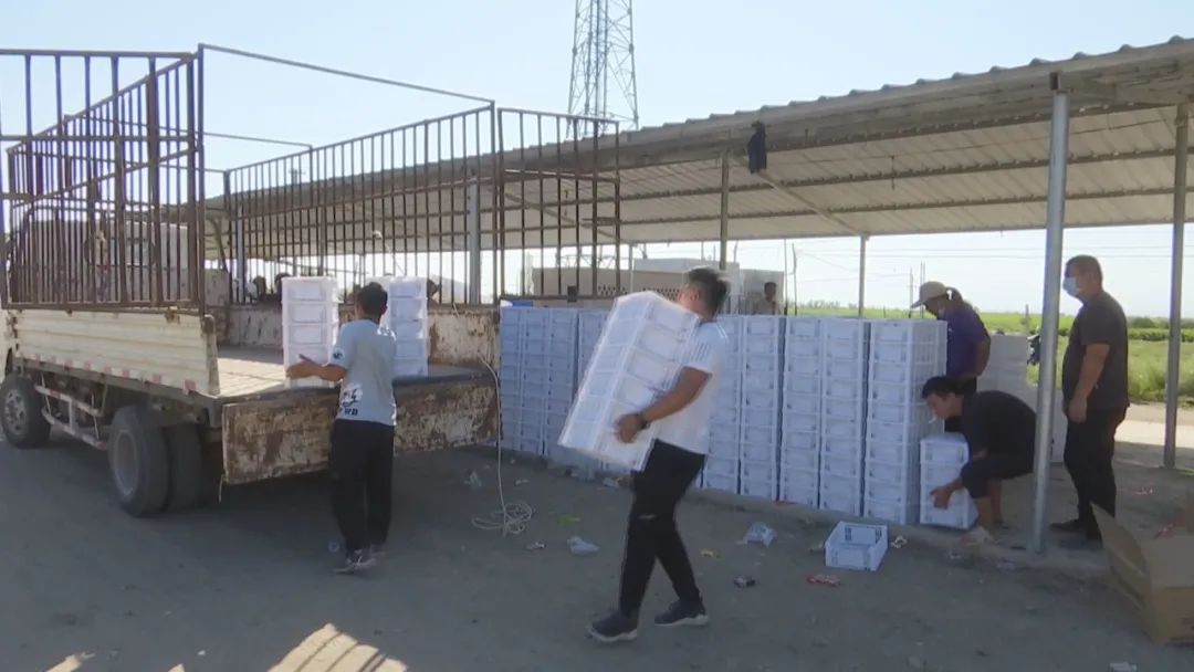 凤凰桥树莓采摘,春天到树莓采摘