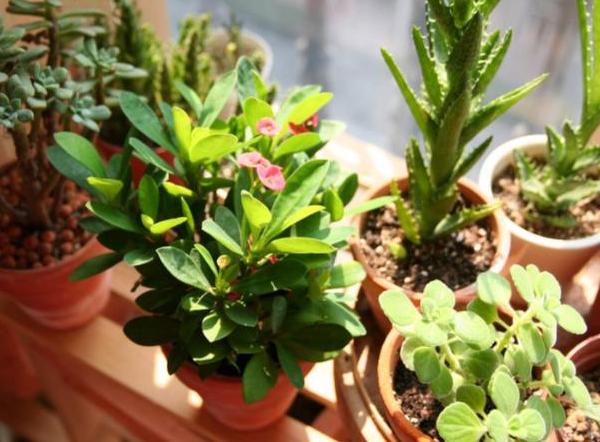 盆栽怎么防止土漏,盆栽花浇水浇不透怎么办