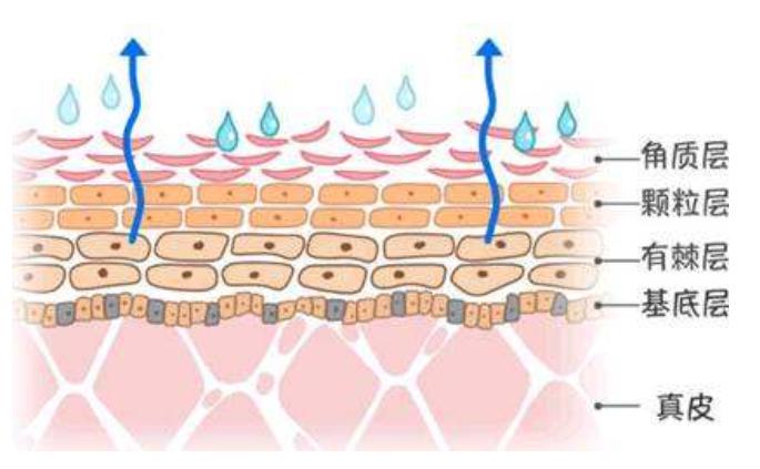 海藻面膜敷脸方法,过期海藻面膜敷脸有什么坏处