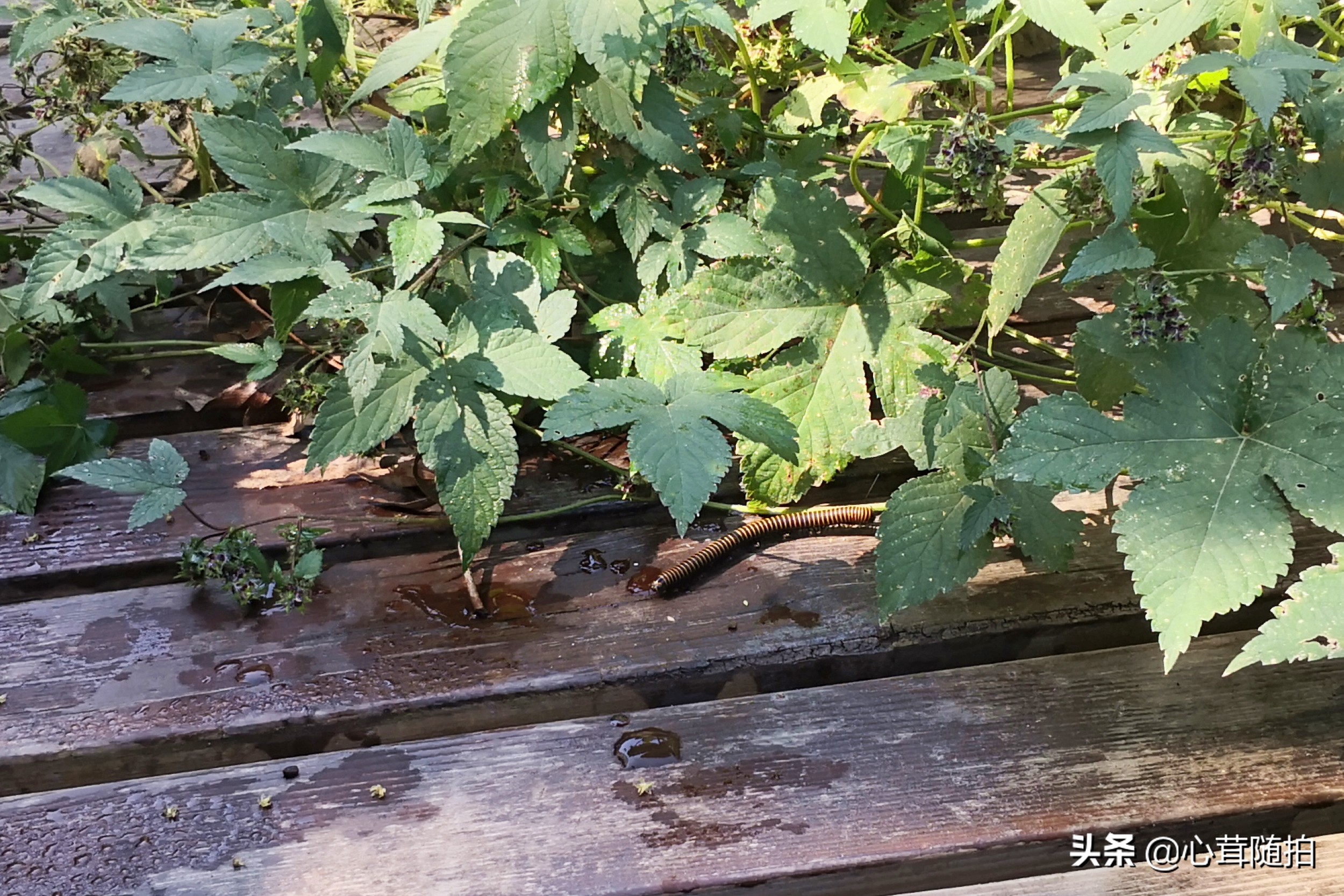 自驾白河湾,白河湾自然风景区自驾