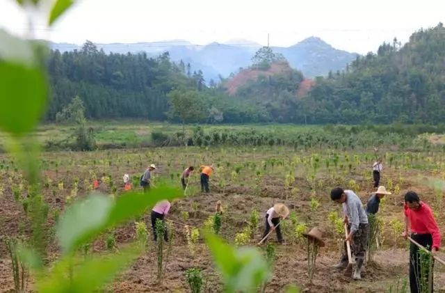 农业失败案例及解析,农业案例分析及解读