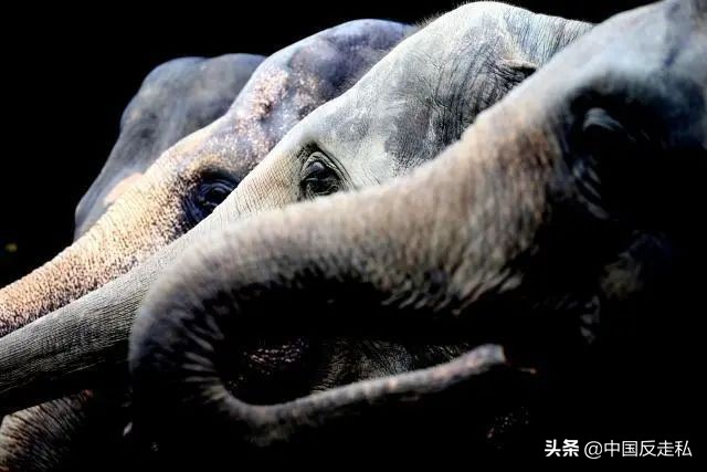 大象象牙没了影响大象生命吗,带有象牙的大象灭绝了吗