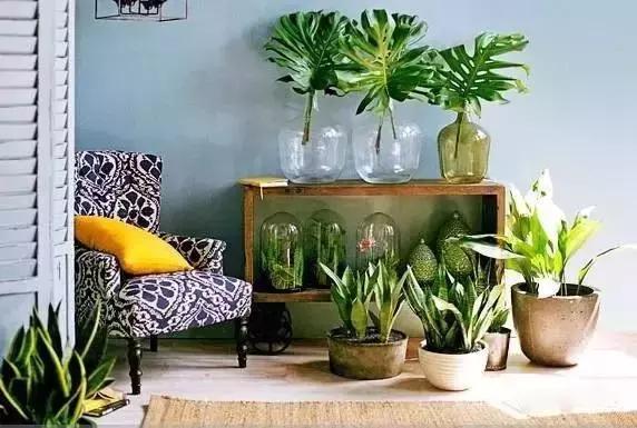 什么植物甲醛吸附好,房间里吸收甲醛的植物有哪些