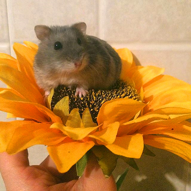 仓鼠能感受到主人对他的照顾吗,仓鼠希望被主人爱的几个行为