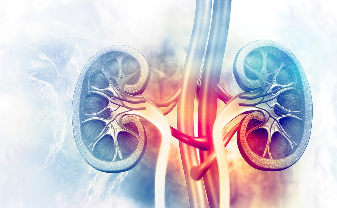 肾脏的健康与保护,关爱肾脏健康从现在做起