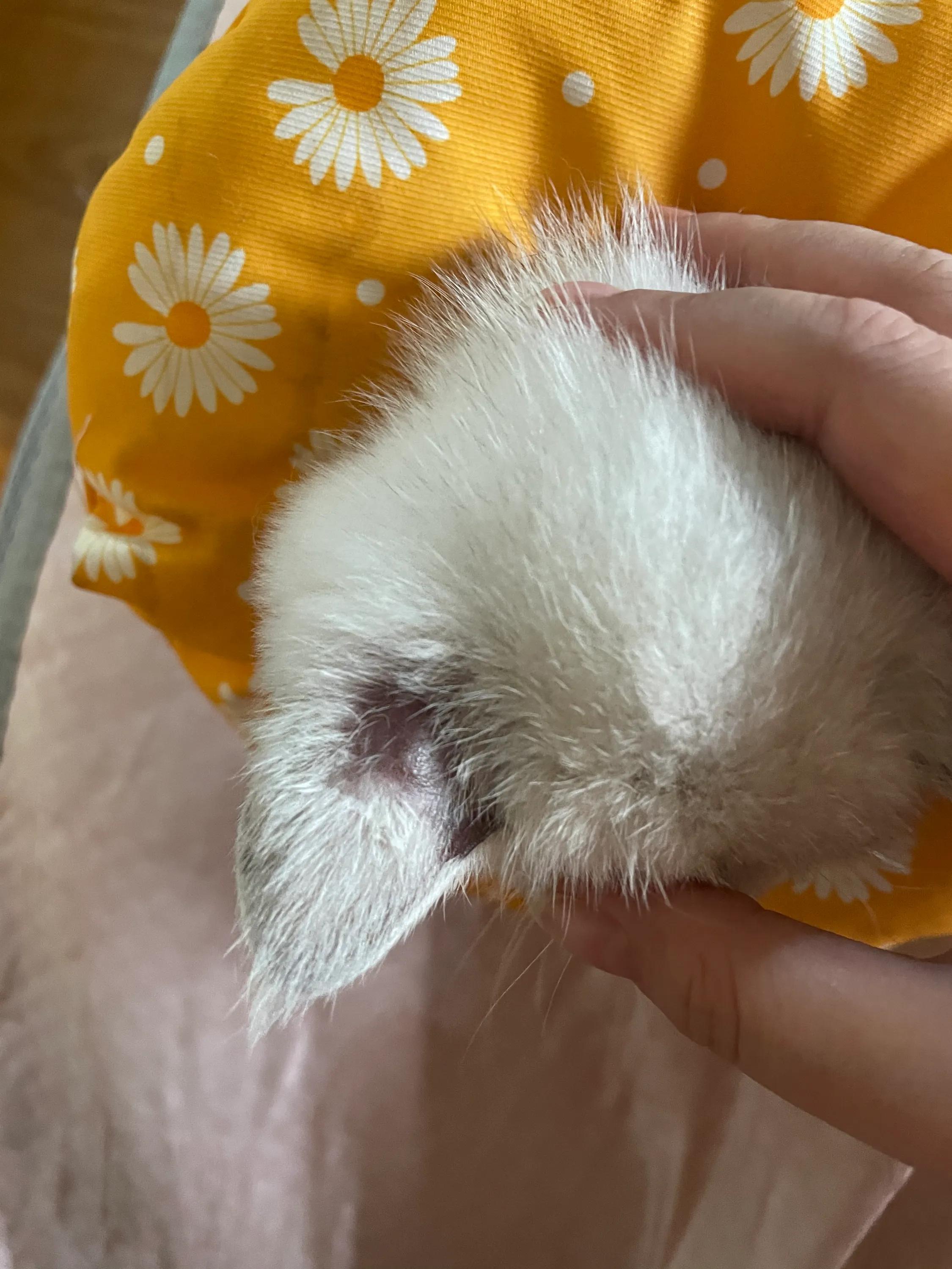 养猫经验猫得了猫癣怎么办,养猫后人得了体癣怎么办