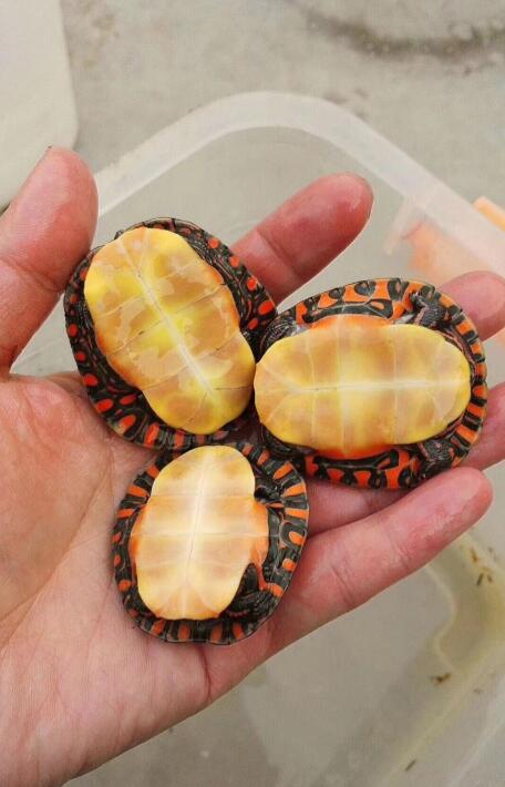 养龟养多少算多,养龟几年算老手