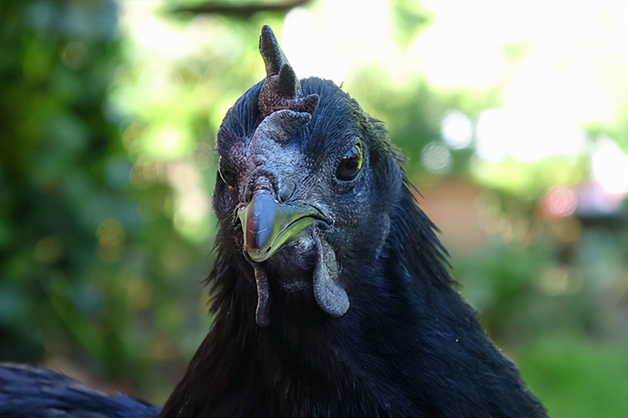 世界十大最贵宠物世界上最贵的宠物是什么