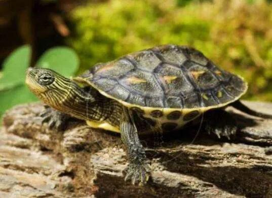 新手最适合养的100以上的龟,新手最适合养的十种龟