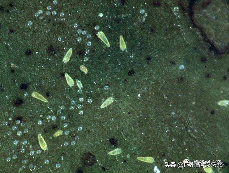 柑橘果锈病怎么防治,柑橘锈蜘蛛防治药剂