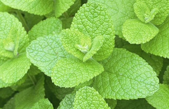 香草花园（1）|享用采摘薄荷和使用新鲜香草来调味乐趣