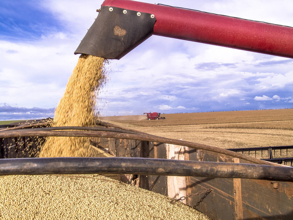 今日大豆价格东北大豆,东北大豆今天大豆价格