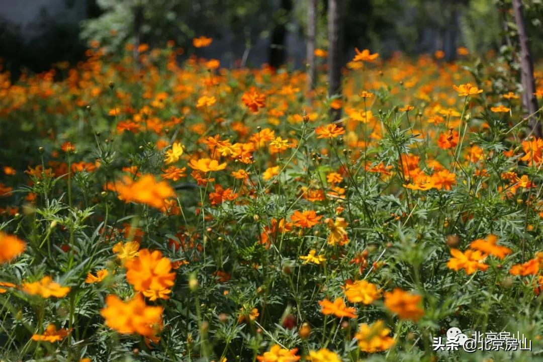 废弃的矿山正在改导致为一座公园,废弃矿坑改导致美丽公园