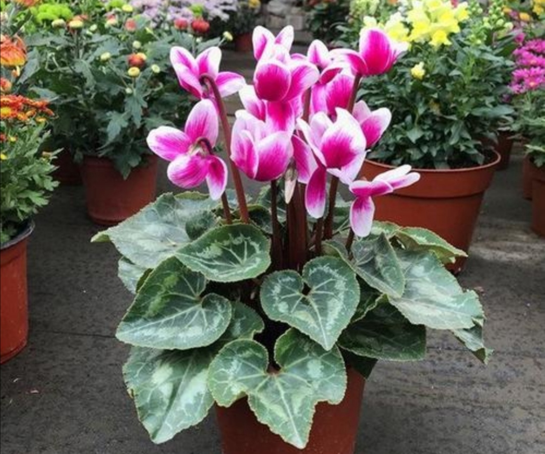 仙客来叶子枯萎怎么补救,仙客来烂叶子是什么原因