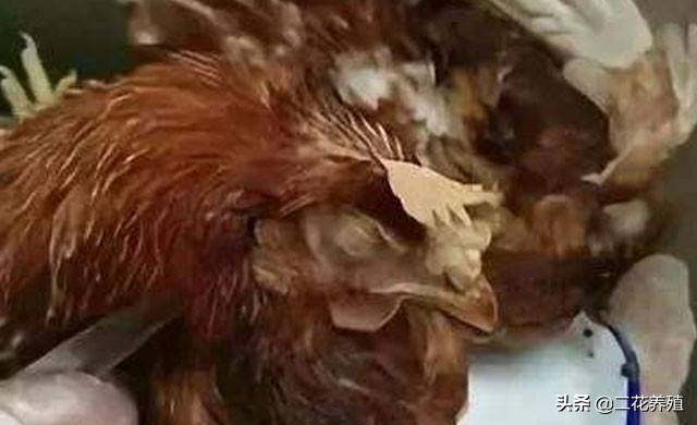 鸡支原体感染的特效药,治疗鸡支原体用什么药