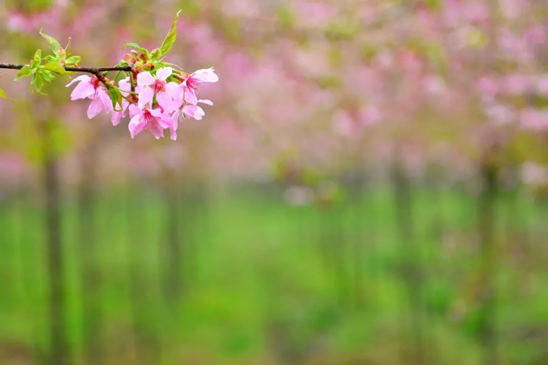 油菜花樱花桃花最受游客关注,春天必打卡的桃花樱花海棠花胜地