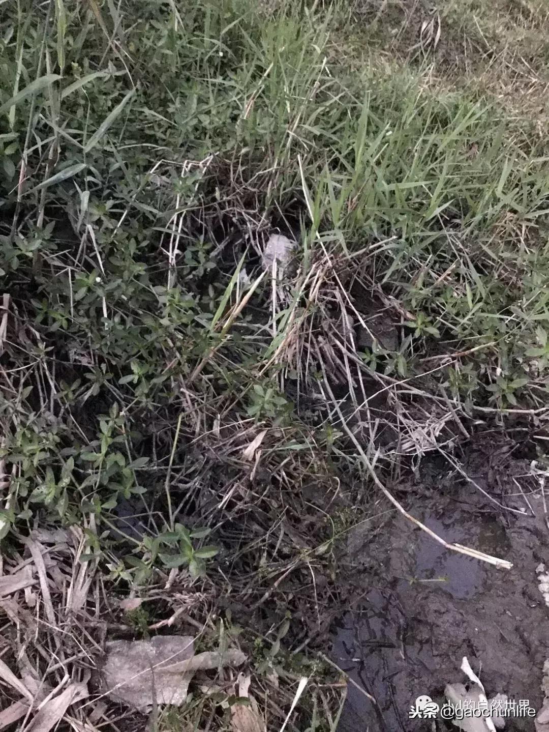 草龟难养,养草龟笔记