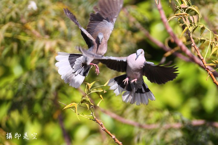 斑鸠与桑葚｜读了来稿