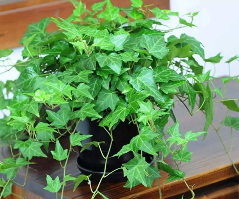 吸油烟和甲醛的植物,住新房有什么植物能去甲醛