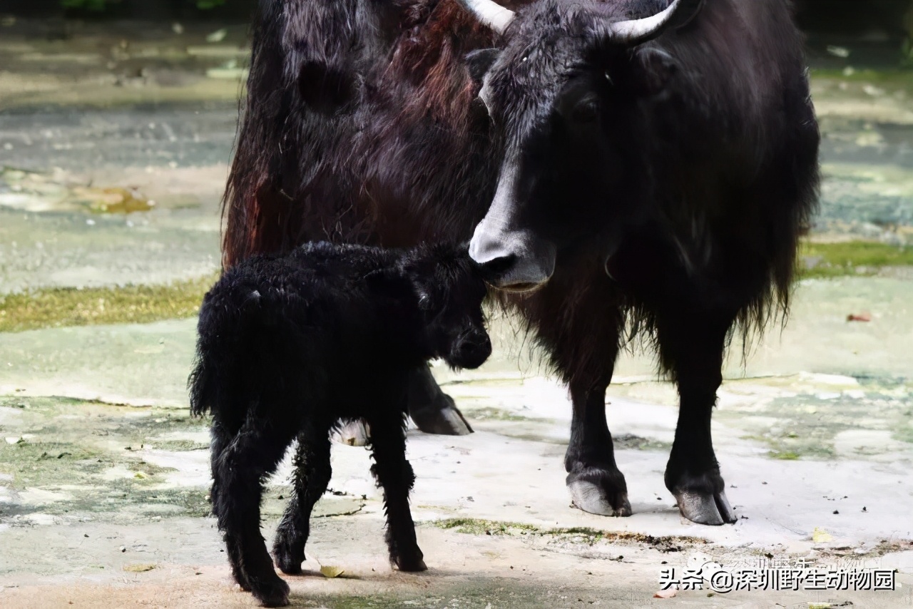 牛科动物排名,牛科动物有哪些品种