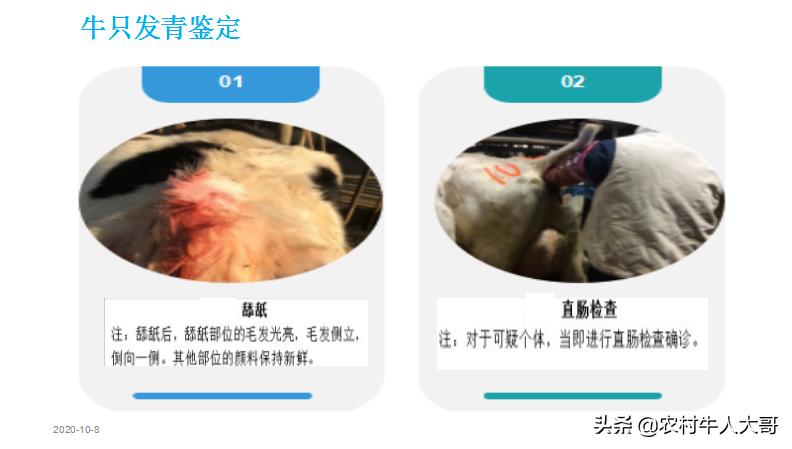 奶牛产后子宫净化保健实施方案ppT课件