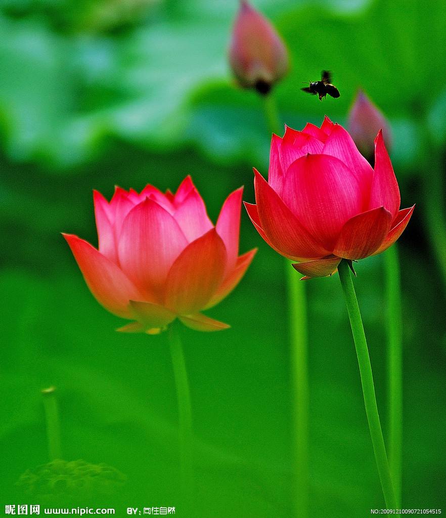 农村荷塘荷花也很美,新村荷花美如画助推乡村振兴