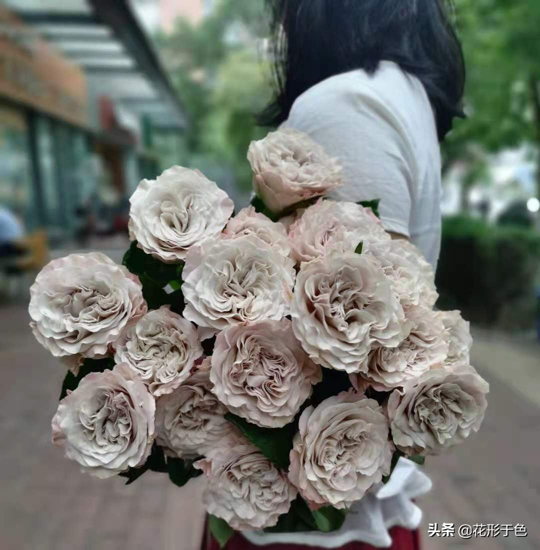 玫瑰花品鉴介绍,带你认识玫瑰品种