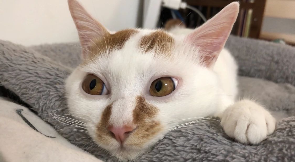 猫三联打一针就能预防猫瘟吗,家里母猫得猫瘟小奶猫咋预防