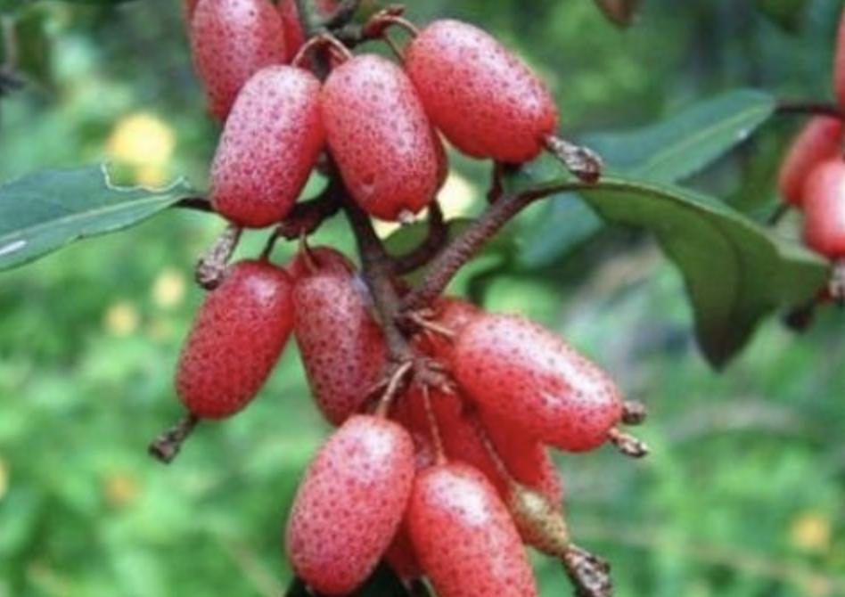 别看1种果子像“枣子”，殊不知珍贵，农地里要是有，要珍惜