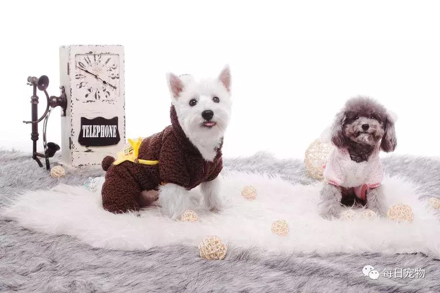 宠物店名字高端大气,你想做一家与众不同的宠物店吗