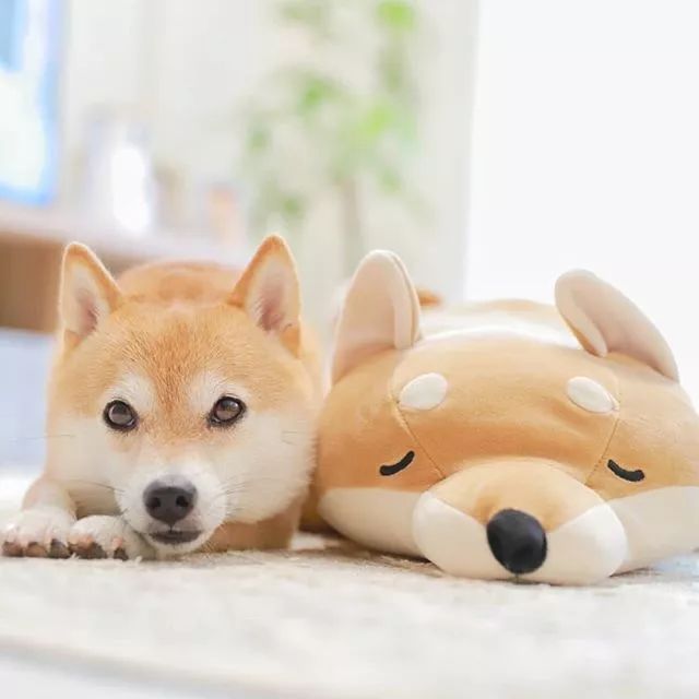 比人还会拍照的狗，简直萌炸朋友圈了