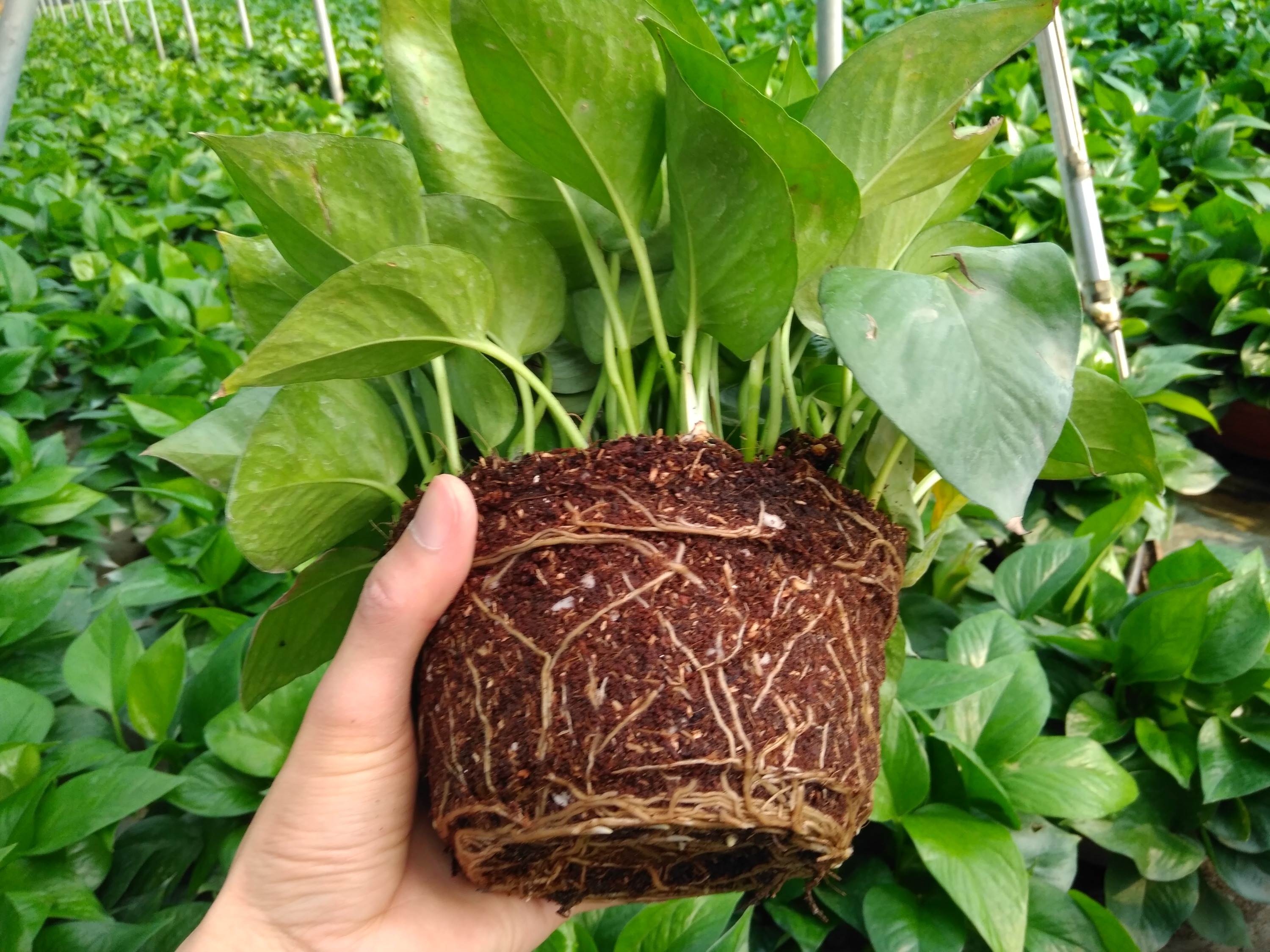 绿萝盆栽叶子发黄快速补救方法,绿萝盆栽的叶子发黄怎么办