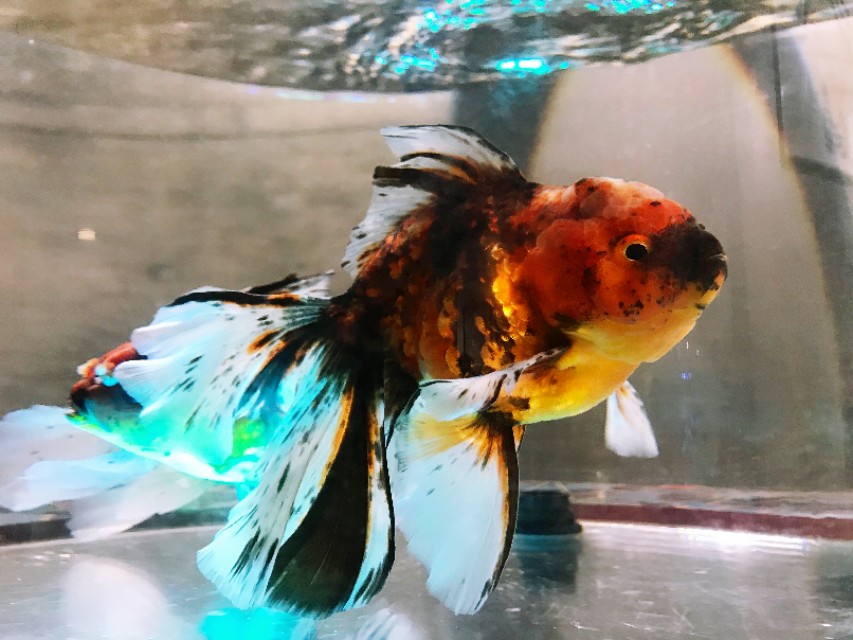 金鱼的饲养技术秘诀,如何把金鱼养好详细攻略