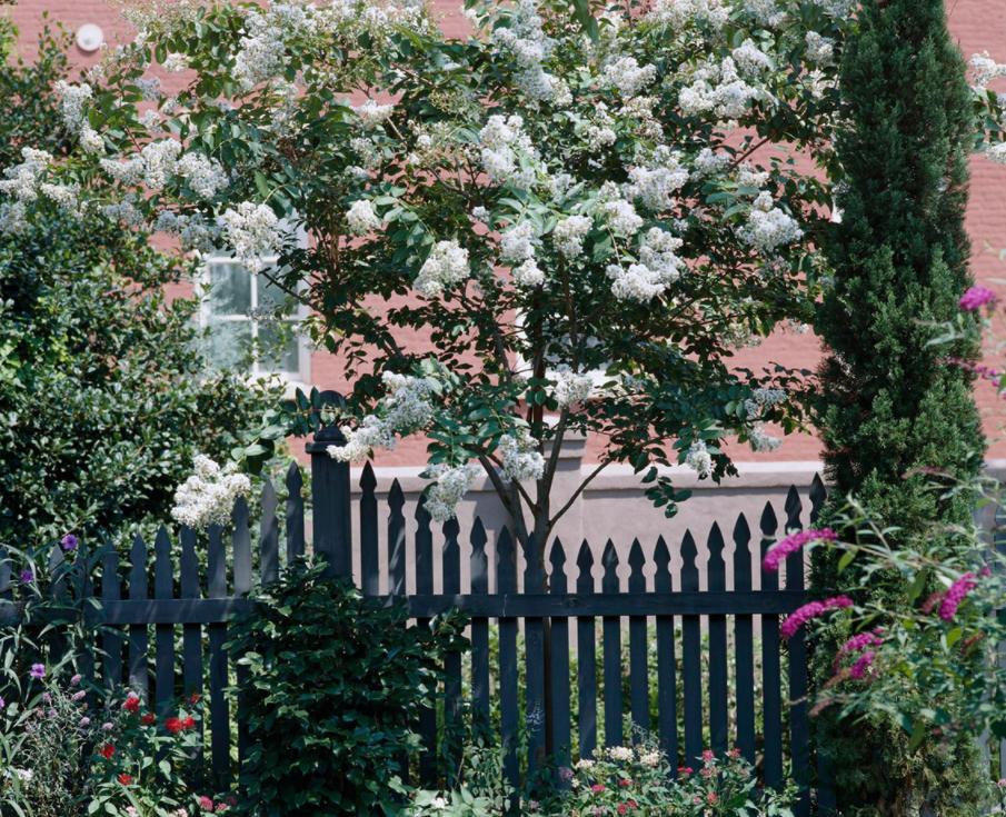 适合花园的小型树木,适合自家花园种植的树木花卉