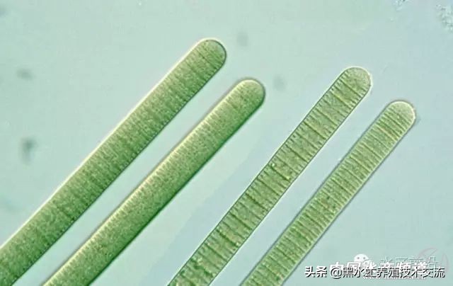 水产藻类大全图片,水产藻类知识大全