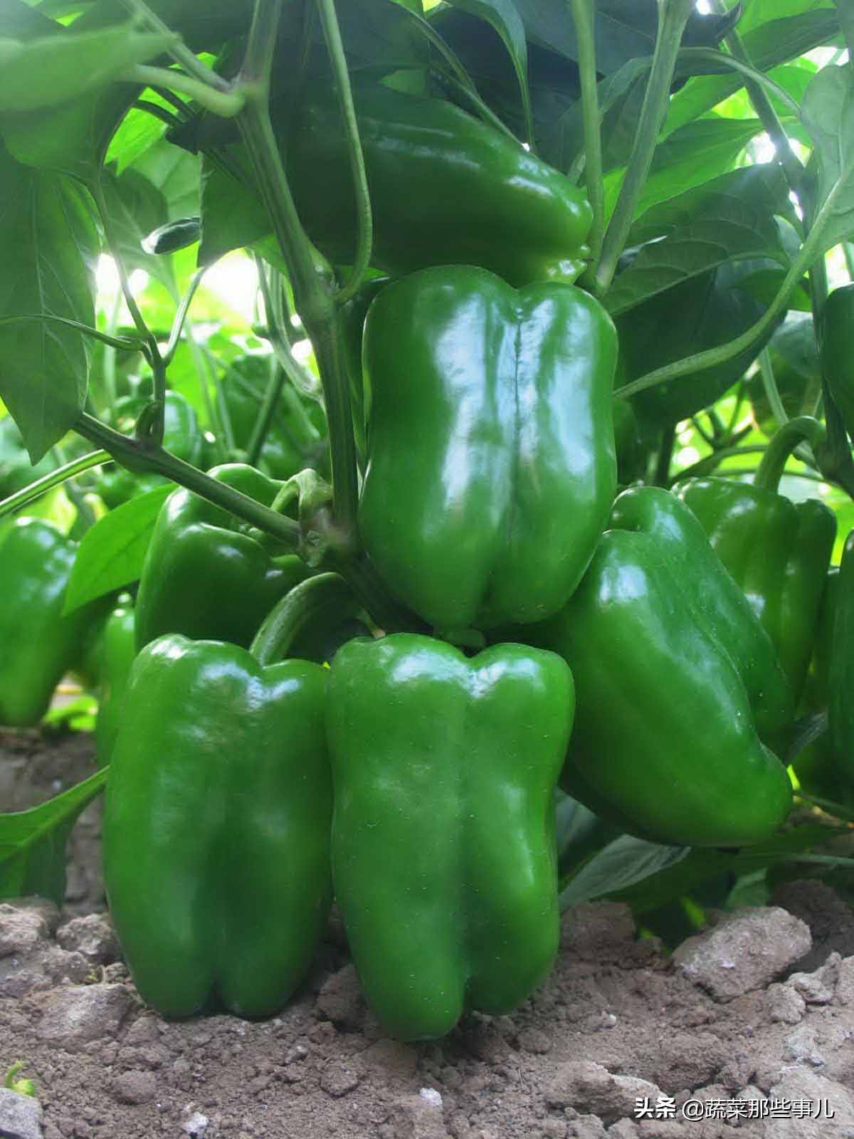 中国十大辣椒产地排名,辣椒有哪几种种类