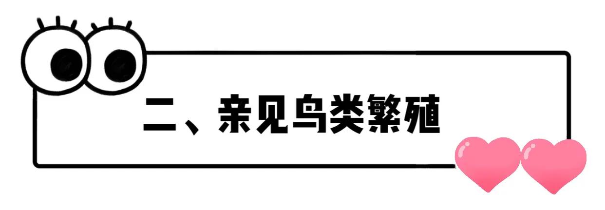 长隆飞鸟乐园拍鸟攻略,广州长隆飞鸟乐园可以摸哪些鸟
