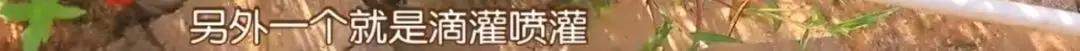 ​湘村发现|就在怀化，“江南第一梅”藏不住了！香甜多汁的秘密今天全告诉你...