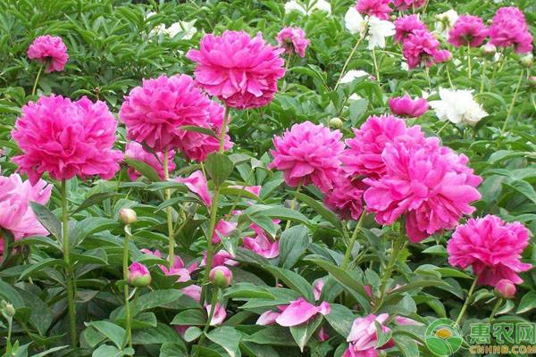 芍药黄叶是什么原因导致的,芍药发黄肥料大怎么处理