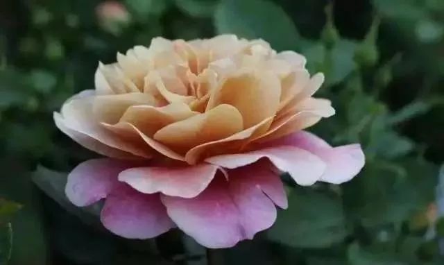 一万年一次的2020520；一起认识100种玫瑰~别送错啊